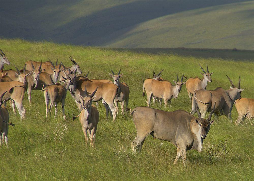 Gondwana Game Reserve Βίλα Kleinberg Εξωτερικό φωτογραφία