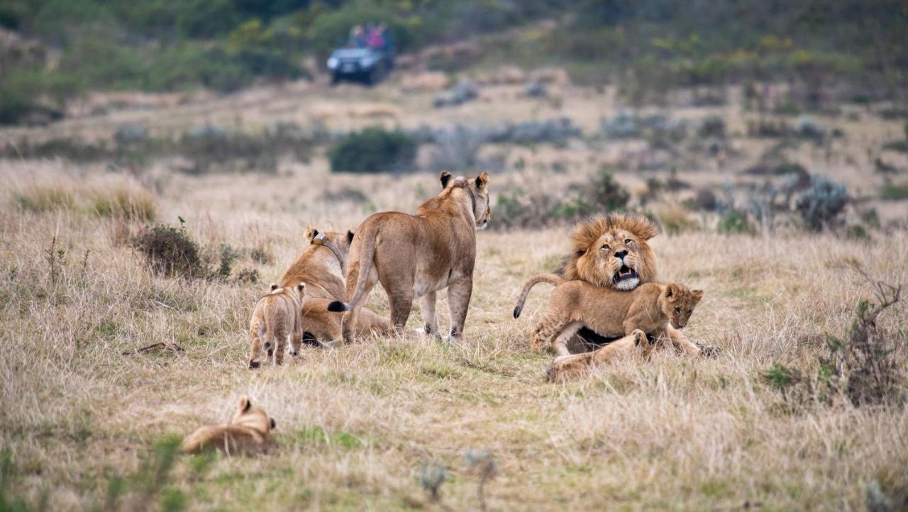 Gondwana Game Reserve Βίλα Kleinberg Εξωτερικό φωτογραφία